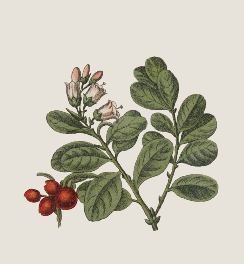 Plant Illustration