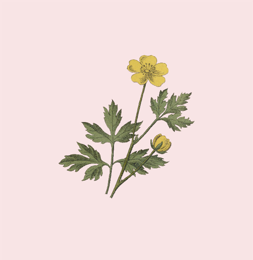 Scientific Botanical Illustration