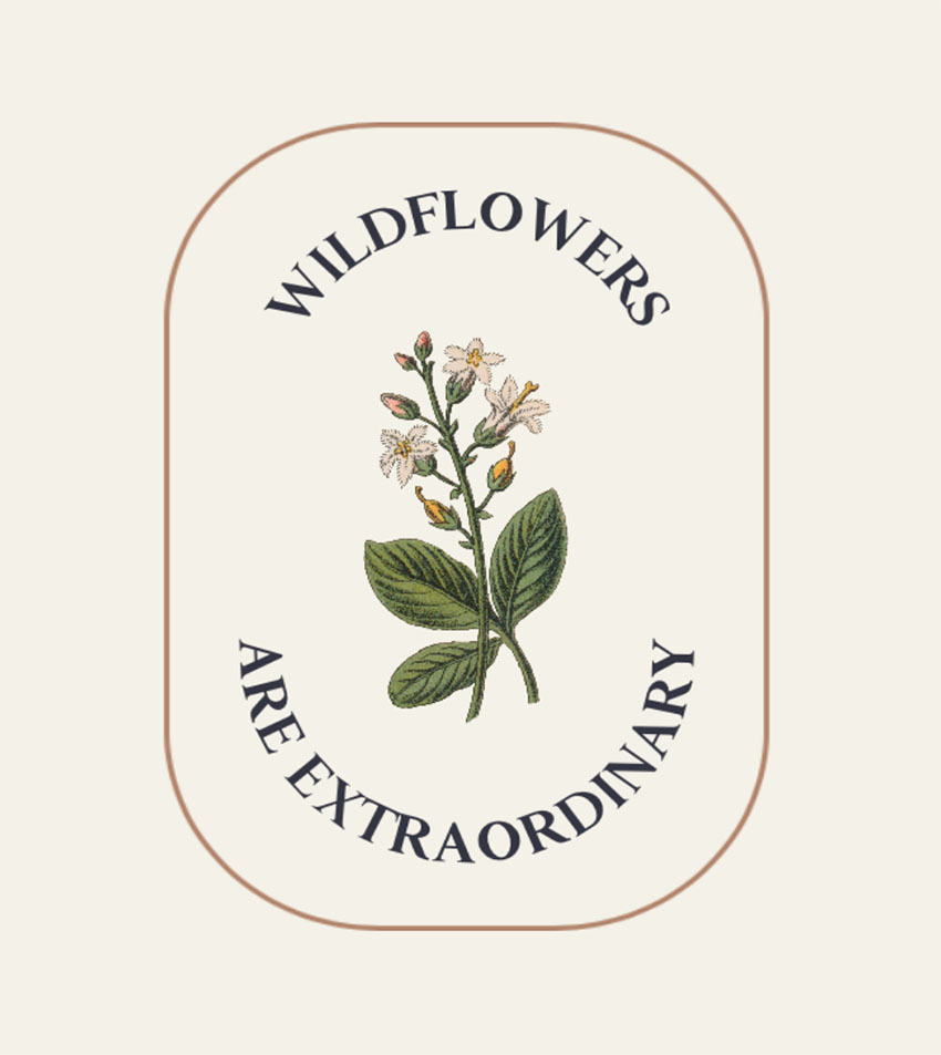 Wildflower Botanical Illustration