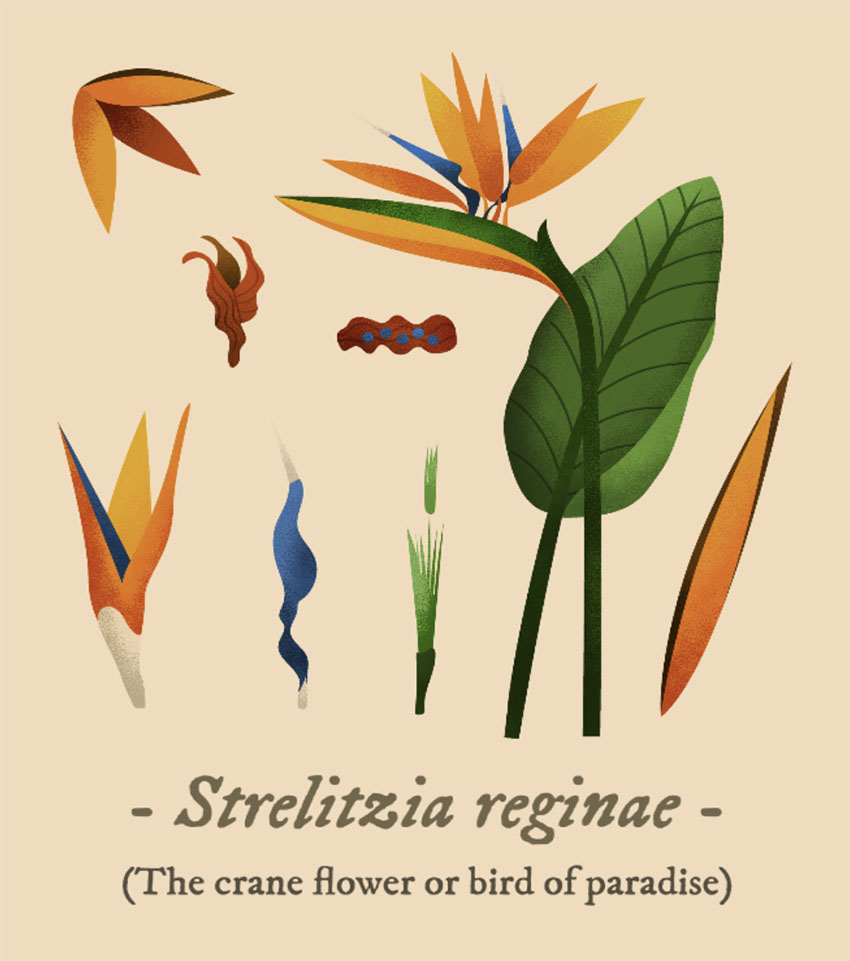 Bird of Paradise Botanical Illustration