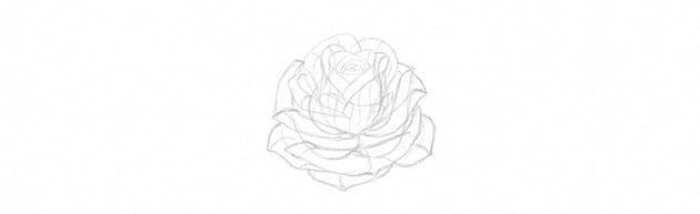 How to Draw a Rose Step by Step Tutorial finish rose petals