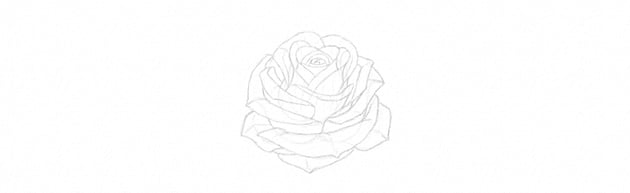 How to Draw a Rose With Pencil Tutorial rose petals