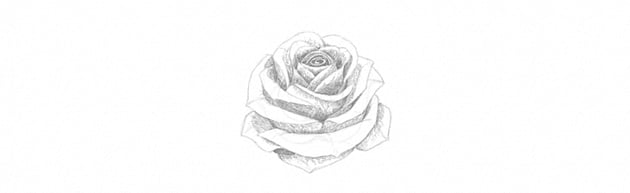 How to Draw a Rose With Pencil Tutorial shading rose