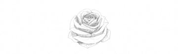 How to Draw a Rose With Pencil Tutorial shading rose