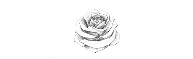 How to Draw a Simple Rose Tutorial add dark shades to white rose