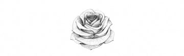 how to draw a rose step by step