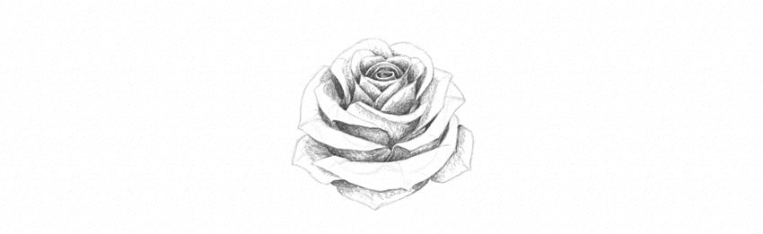 How to Draw a Rose With Pencil Tutorial shade rose