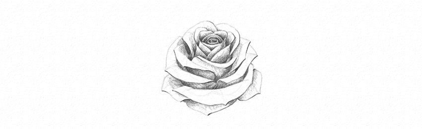 How to Draw a Simple Rose Tutorial add dark shades to white rose