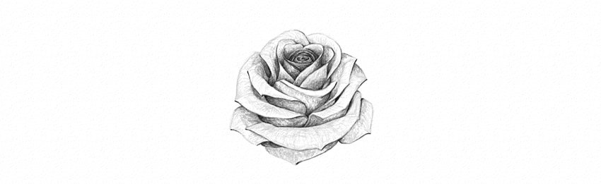 how to draw a rose step by step