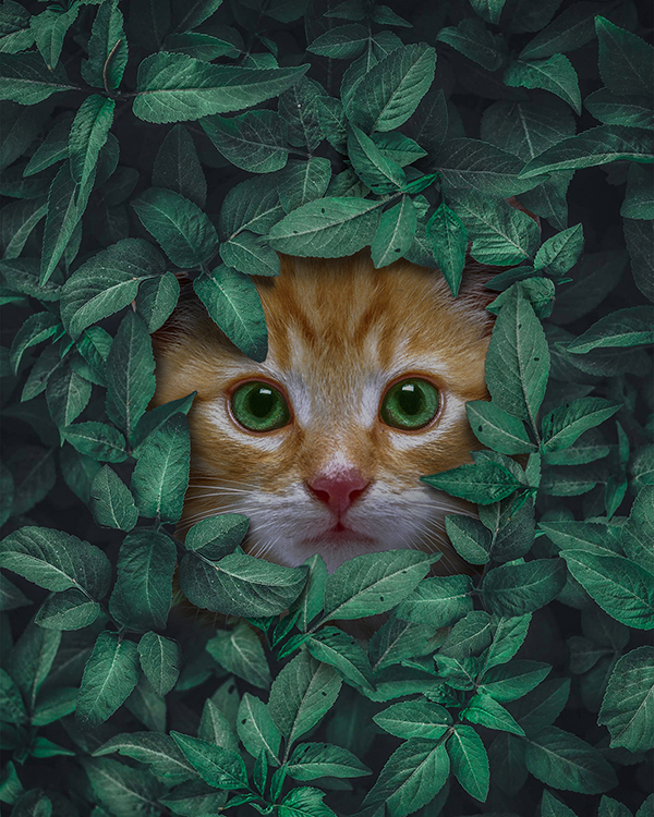 How to Create Cat Behind the Leaves in Photoshop Tutorial