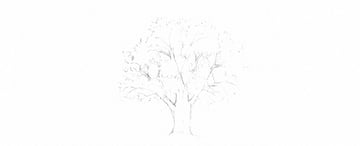 How to Draw Trees Tutorial oak tree leaves drawing