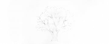 How to Draw Trees Tutorial shade oak tree trunk drawing