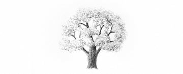 How to Draw Trees Tutorial shade realistic oak tree leaves drawing