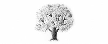 How to Draw Trees Tutorial realistic oak tree leaves drawing with pencils