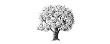 How to Draw Trees Tutorial realistic oak tree drawing with pencils
