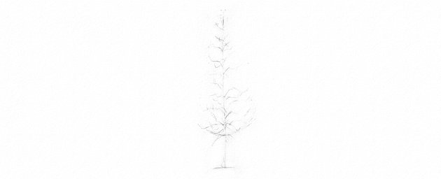 How to Draw Trees Tutorial realistic pine tree branches drawing