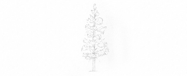 How to Draw Trees Tutorial pine tree trunk drawing