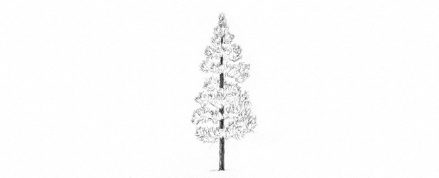 How to Draw Trees Tutorial pine tree texture drawing
