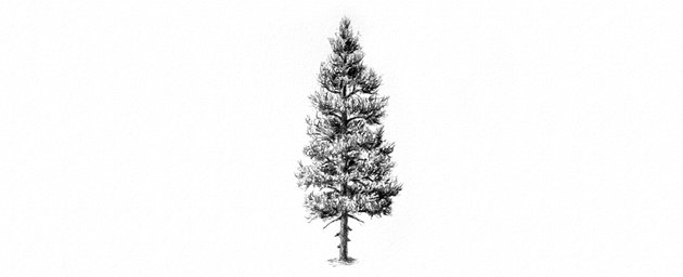 How to Draw Trees Tutorial pine tree drawing with pencils
