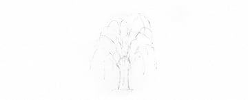 How to Draw a Tree Easy Tutorial weeping willow tree branches drawing