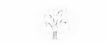 How to Draw a Tree Easy Tutorial shading weeping willow tree trunk drawing