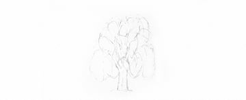 How to Draw a Tree Easy Tutorial plan weeping willow tree leaves drawing