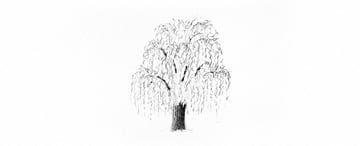 How to Draw a Tree Easy Tutorial weeping willow tree trunk drawing