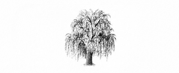 How to Draw a Tree Easy Tutorial weeping willow tree drawing with pencils
