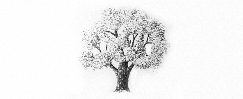 How to Draw Trees Tutorial shade realistic oak tree crown drawing