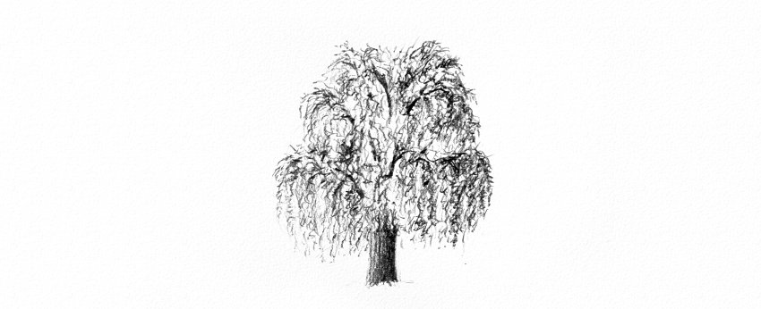 How to Draw a Tree Easy Tutorial shade weeping willow tree leaves drawing