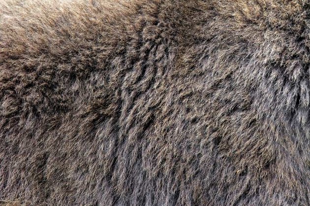 Real texture of brown bear fur