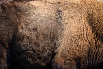 Real fur bison skin texture
