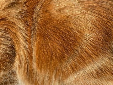 Close-up on a the hairy ginger cat