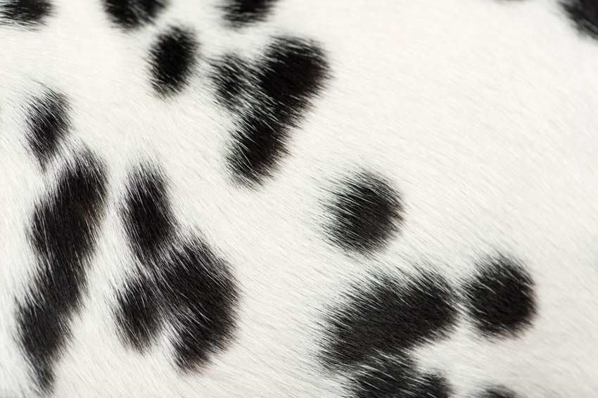 Macro of a Dalmatian puppy fur