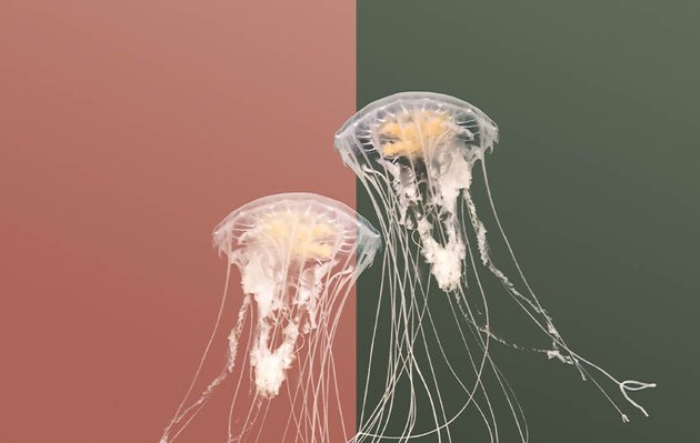 jellyfish example  