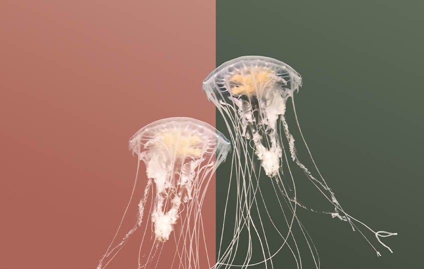 jellyfish example  