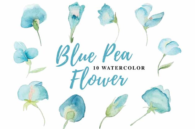 10 Watercolor Blue Pea Flower Illustration