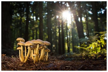 Sample Mushroom Image for Download
