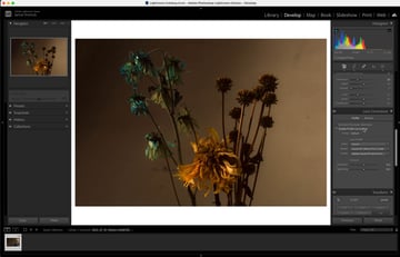 Enable Profile Corrections in Adobe Lightroom