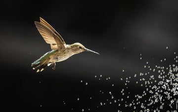 slow motion humming bird