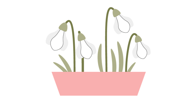 how to put together all the snowdrops into potted flowers