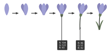 how to create the whole crocus flower