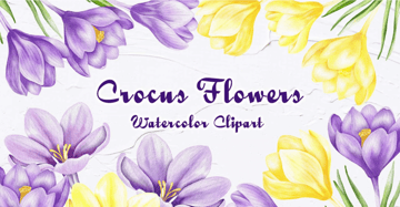 Crocus Clipart. Spring Flowers