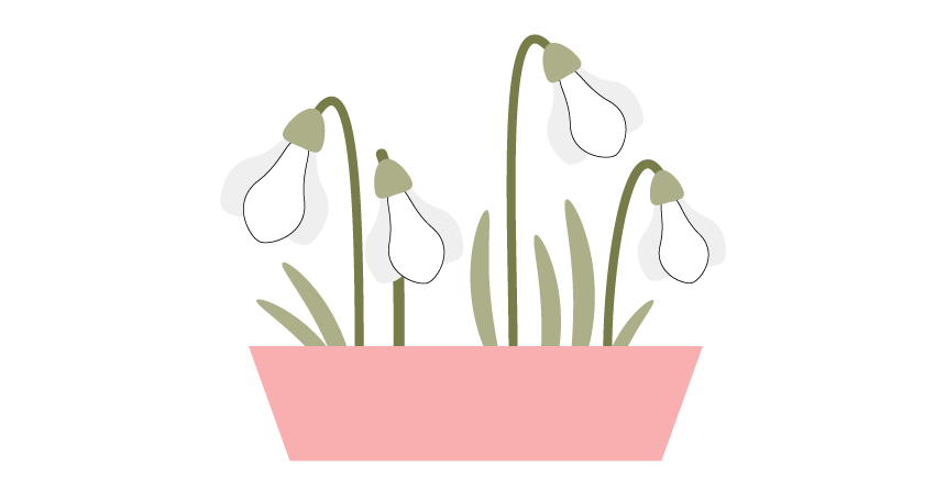 how to put together all the snowdrops into potted flowers