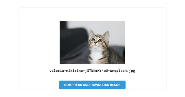 cat from unsplash